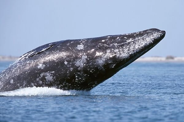 Adult gray whale breaching in San Ignacio Lagoon, Baja, Mexico