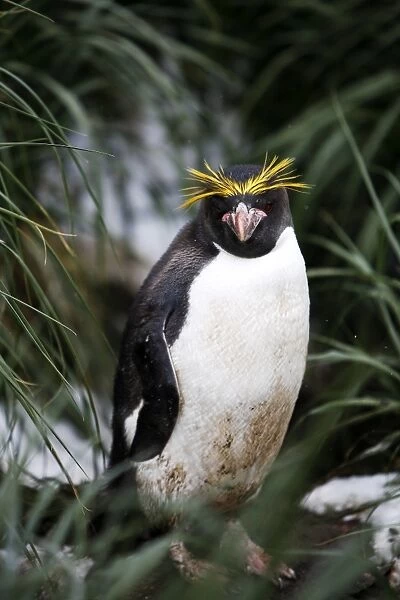 Adult Macaroni penguin (Eudyptes chrysolophus) in tussock grass on South Georgia Island, southern Atlantic Ocean