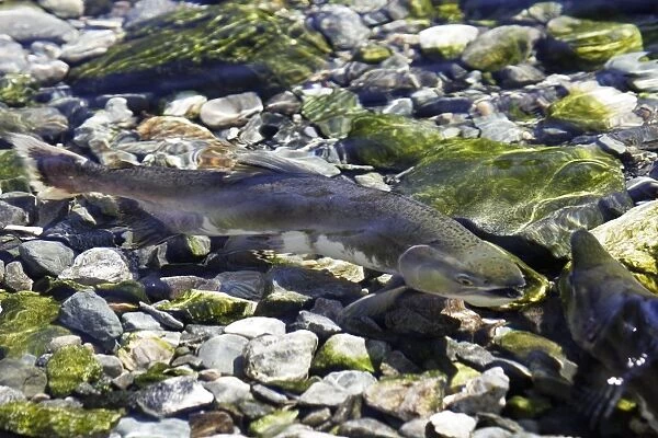Adult male and female pink salmon (Oncorhynchus gorbuscha - nicknamed the Humpbacked salmon ) spawning in a stream in southeast Alaska