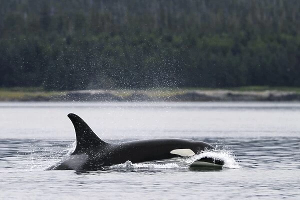 Adult Orca - also called Killer Whale - (Orcinus orca) surfacing in the calm waters of Southeast Alaska, USA (Restricted Resolution - please contact