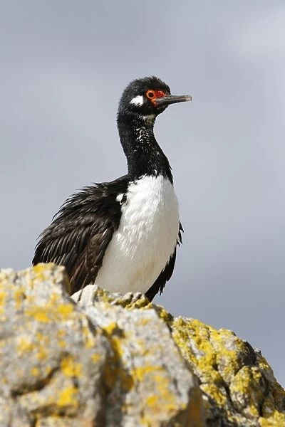 Adult Rock Cormorant (Phalacrocorax magellanicus). This bird is locally known as a rock shag. Falkland Island Group, South Atlantic Ocean
