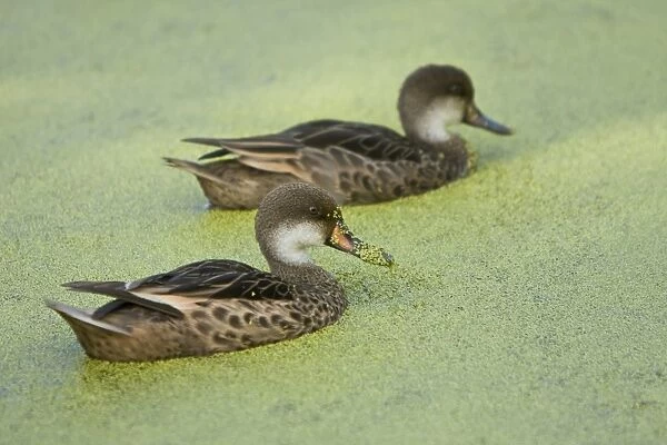 Adult white-cheeked pintail (Anas bahamensis) ducks in a freshwater pond in the highlands of Santa Cruz Island in the Galapagos Island Archipeligo, Ecuador. Pacific Ocean. There are three races of this duck, with the Galapagos race being called
