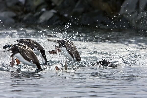 Antarctic Shags (Phalacrocorax (atriceps) bransfieldensis) diving in foraging group near the Argentine Island Group on the west Coast of the Antarctic Peninsula