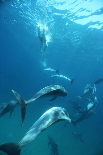 Atlantic spotted dolphins (Stenella frontalis) and snorkellers towing on a rope behind boat. Bimini, Bahamas