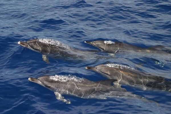 Atlantic spotted dolphins surfacing (Stenella frontalis) Azores, Atlantic Ocean (RR)