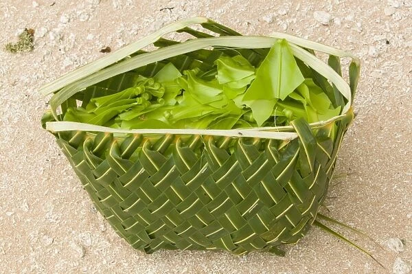 A basket woven out of a palm leaf for gathering wild food on Funafuti atol in Tuvalu
