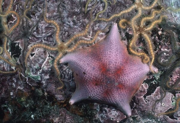 Bat star with brittle stars (Patiris miniata ). USA, Channel Islands, CA