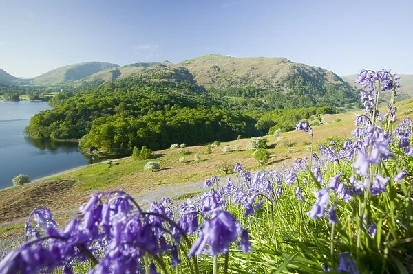 Bluebells above Grasmere in the Lake District UK