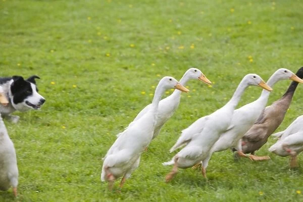 A border collie herding Indian Runner Ducks