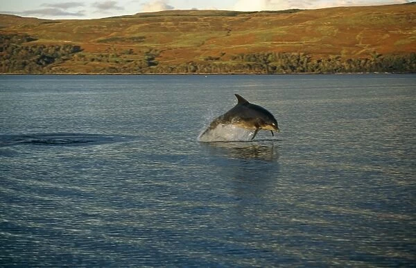 Bottlenose dolphin (Tursiops truncatus). Hebrides, Scotland