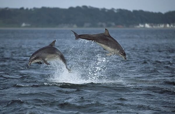 Bottlenose dolphin (Tursiops truncatus truncatus) - two leaping clear of the water together. Moray Firth, Scotland
