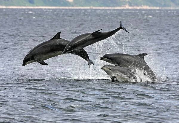 Four Bottlenose dolphins (Tursiops truncatus) in the Moray Firth socialising by breaching from the water. This type of behaviour highlights why bottlenoses are such great favourites with the public