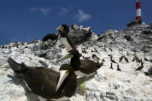 Brown boobies, Sula leucogaster, protecting nest at rookery, St. Peter and St. Pauls rocks, Brazil, Atlantic