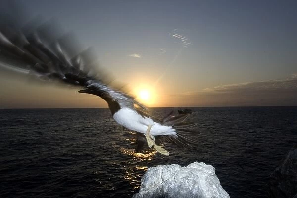 Brown booby, Sula leucogaster, flying off at sunset, St. Peter and St. Pauls rocks, Brazil, Atlantic