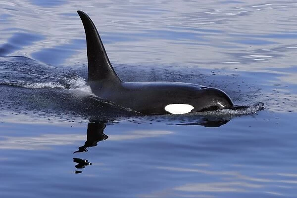 Bull Orca (Orcinus orca) surfacing in Chatham Strait, southeast Alaska, USA