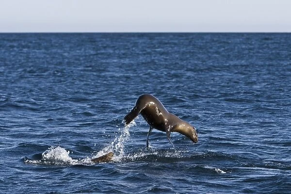 California Sea Lion (Zalophus californianus) playing and leaping at Los Islotes (the islets) just outside of La Paz, Baja California Sur in the Gulf of California (Sea of Cortez)