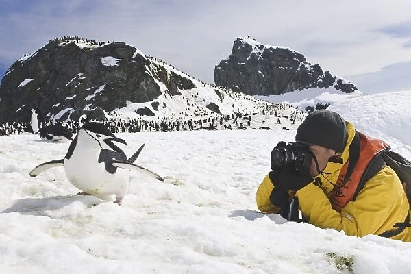 Chinstrap penguin (Pygoscelis antarctica) colony near Point Wild on Elephant Island in the South Shetland Islands. This is where Sir Ernest Shackletons men stayed for 131 days until rescue on August 30, 1916. There are an estimated 2 million