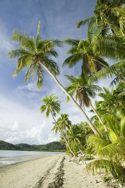 Coconut palms at the Walu Beach Resort on Malolo Island off Fiji