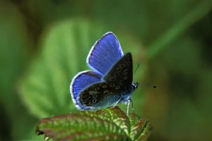 Framed Print : Common Blue Butterfly Print Framed Print : Common Blue Butterfly Print