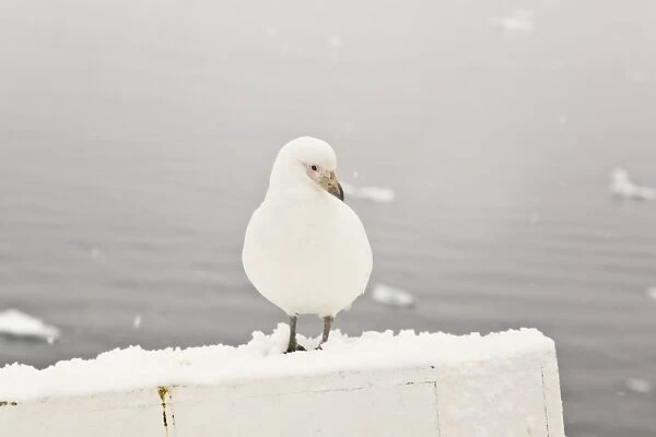 A curious adult pale-faced sheathbill (Chionis alba) landing on the bow of the National Geographic Endeavour near the Antarctic peninsula. This is the only sheathbill on the Antarctic peninsula, to 65 degrees south