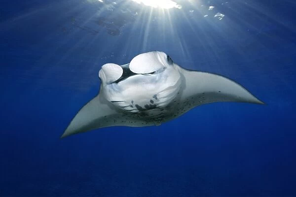 Digital composite, Manta ray, Manta birostris, swimming with sun rays, Kailua-Kona, Big Island, Hawaii