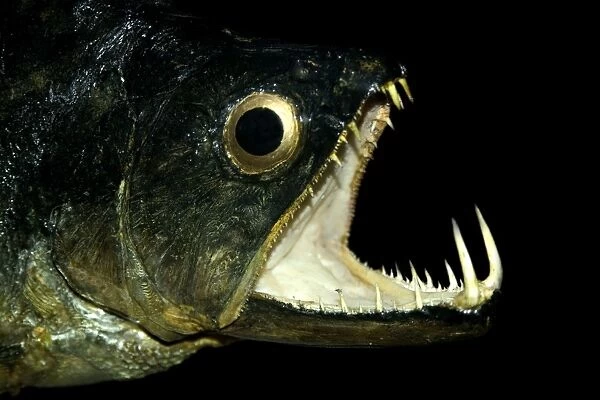 Dogfish, Hydrolicus pectoralis, jaw detail on preserved specimen, Amazon river basin, Amazonas, Brazil