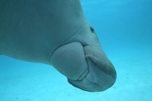 Dugong (Dugong dugong) close-up of underside. Clearly showing mouth parts Malaysia