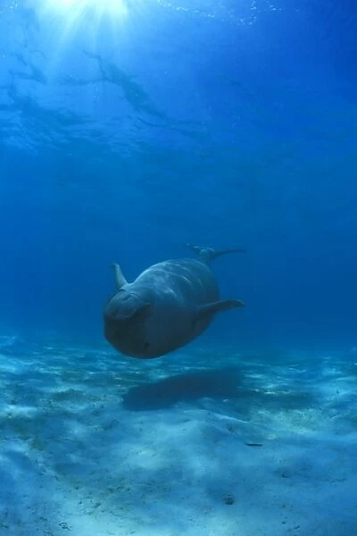 Dugong (Dugong dugong) upside down, underwater with water surface visible Malaysia