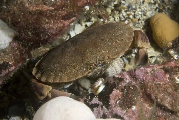 Edible Crab (Cancer pagarus), robust crab, brown in colour with black tips to claws amidst algae and soft corals, St Abbs, Scotland, UK North Sea