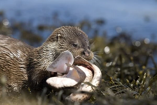 Eurasian river otter (Lutra lutra) eating Greater spotted dogfish (Scyliorhinus stellaris). The otter took only the innards of the dogfish by opening a short section of skin behind the pectoral fin (see images under Greater spotted
