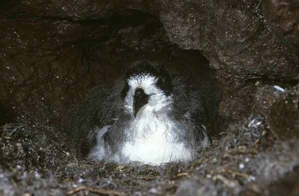 Fledging Galapagos petrel chick in nest burrow. (Pterodroma phaeopygia). Highlands of Santa Cruz Island, Galapagos