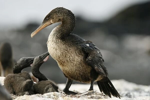 Flightless cormorant (Nannopterum harrisi) parent with two chicks in the Galapagos Island Group, Ecuador. This Galapagos endemic cormorant has lost the ability to fly as there are no predators in the islands to prey on it