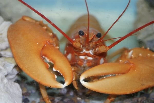 Franks orange lobster. UK (RR)