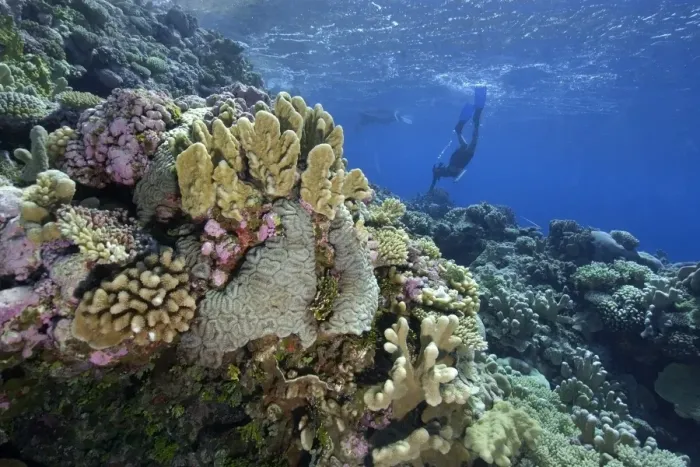 Framed Print : Free Divers Explore Pristine Reef Print Framed Print : Free Divers Explore Pristine Reef Print