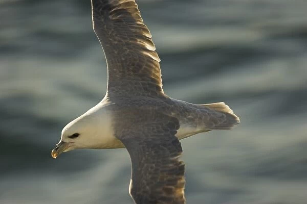 Fulmar in flight (Fulmarus glacialis) West coast of Scotland, UK (RR)