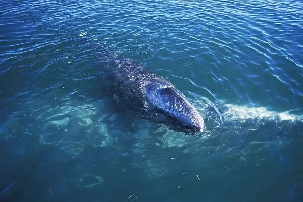 Gray Whale (Eschrichtius robustus) mother and calf at the surface in San Ignacio Lagoon, Baja California Sur, Mexico