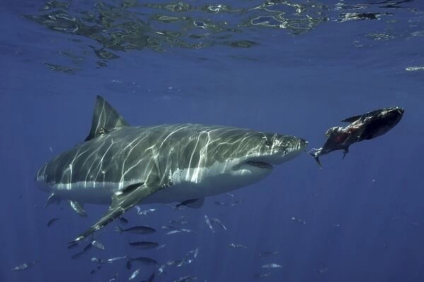 Great White Shark (Carcharodon carcharias) Chasing bait Isla Guadalupe, Mexico, Central America. (RR)