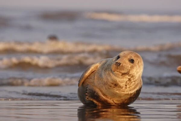 Grey Seal, Halichoerus grypus, basking in sunset light near sea edge. Lincolnshire, UK. (RR)