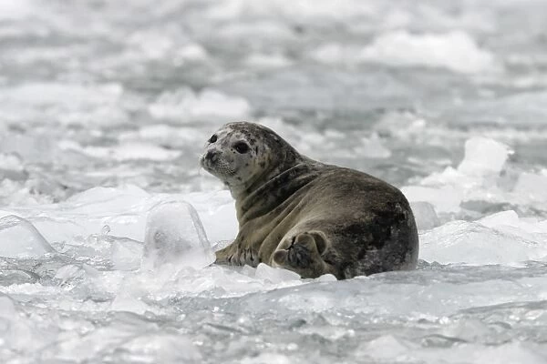 Harbor Seal (Phoca vitulina) on ice near Dawes Glacier in Endicott Arm, Southeast Alaska, USA