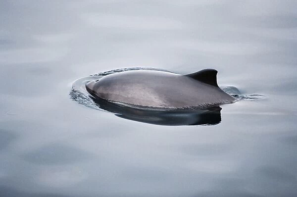 Harbour porpoise (Phocoena phocoena) with small blow hole and triangular dorsal fin visible above the surface. Hebrides, Scotland