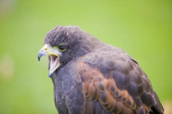 Framed Print : Harris Hawk Print Framed Print : Harris Hawk Print