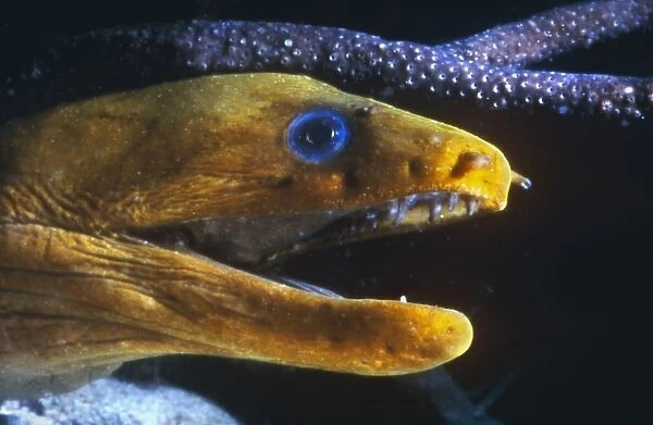 Head of yellow Golden Moray Eel with mouth open at night. Bonaire