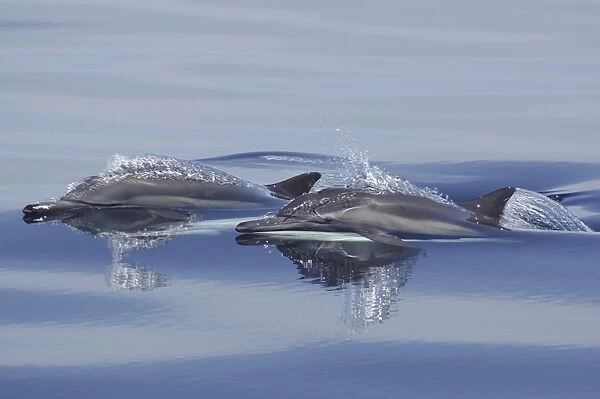Two heads of surfacing common dolphins (Delphinus capensis) Gulf of California. (RR)