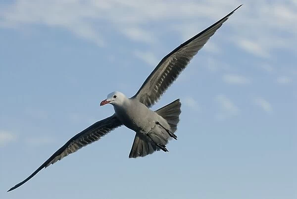Heermanns gull, Larus Heermanni, flying, Monterey, California, usa, Pacific ocean, national marine sanctuary