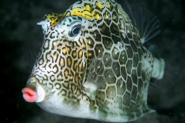 Honeycomb cowfish at night, Lactophrys polygonia, Abrolhos National Marine Sanctuary, Brazil (South Atlantic)