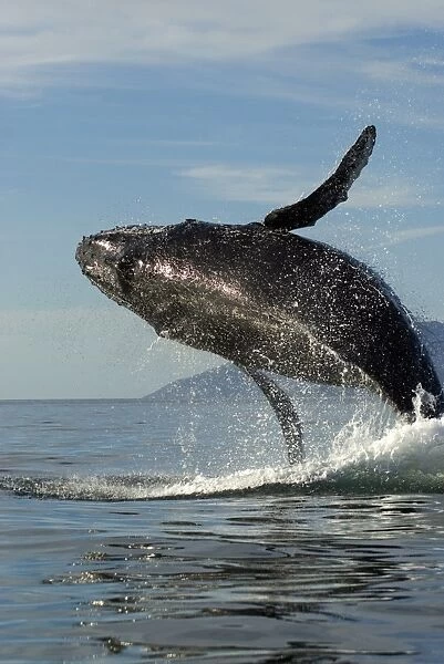 Humpback whale (megaptera novaeangliae) Gulf of California. A breaching humpback