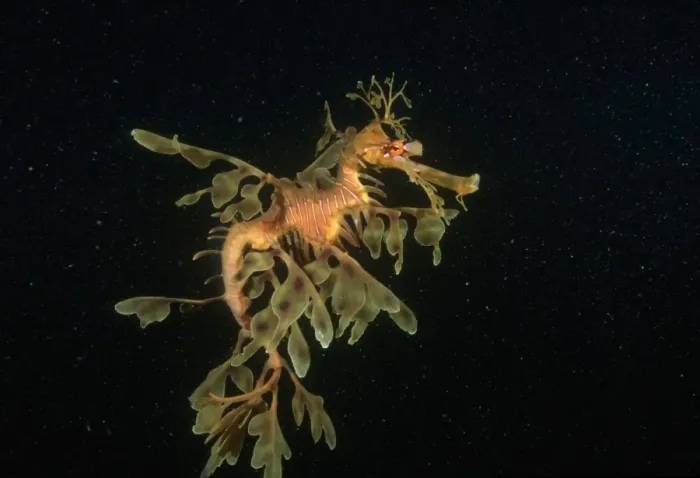 Framed Print : Leafy Seadragon Print Framed Print : Leafy Seadragon Print