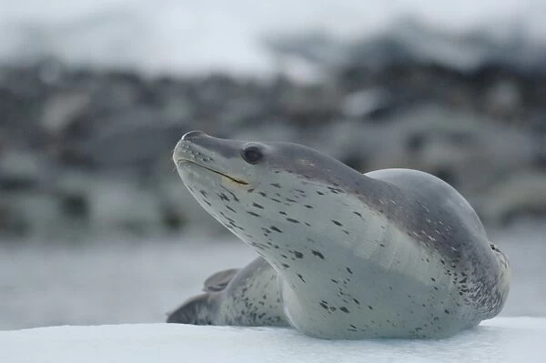 Leopard seal (Hydrurga leptonyx) on ice berg Arctowski Peninsula, Antarctica