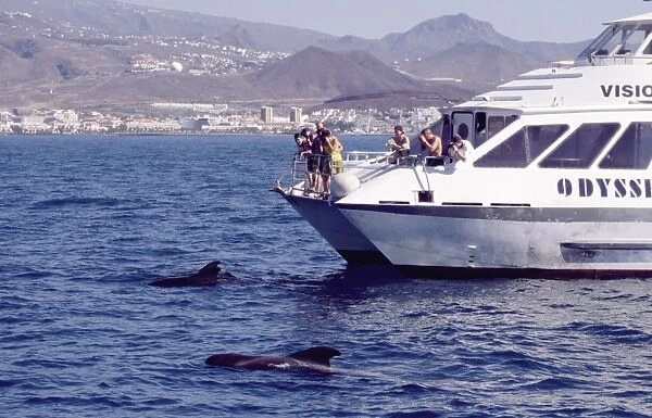 Logging Short-finned pilot whales ( Globicephala macrorhynchus) close to whale watch boat with Tenerife landscape in background. Canary Islands, North Atlantic