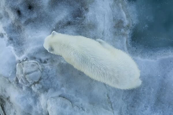 Looking straight down on a young polar bear (Ursus maritimus) from the bow of the ship on multi-year ice floes in the Barents Sea off the eastern coast of Edge ya (Edge Island) in the Svalbard Archipelago